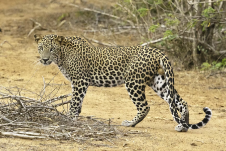 Yala National Park Information for Wildlife Lovers